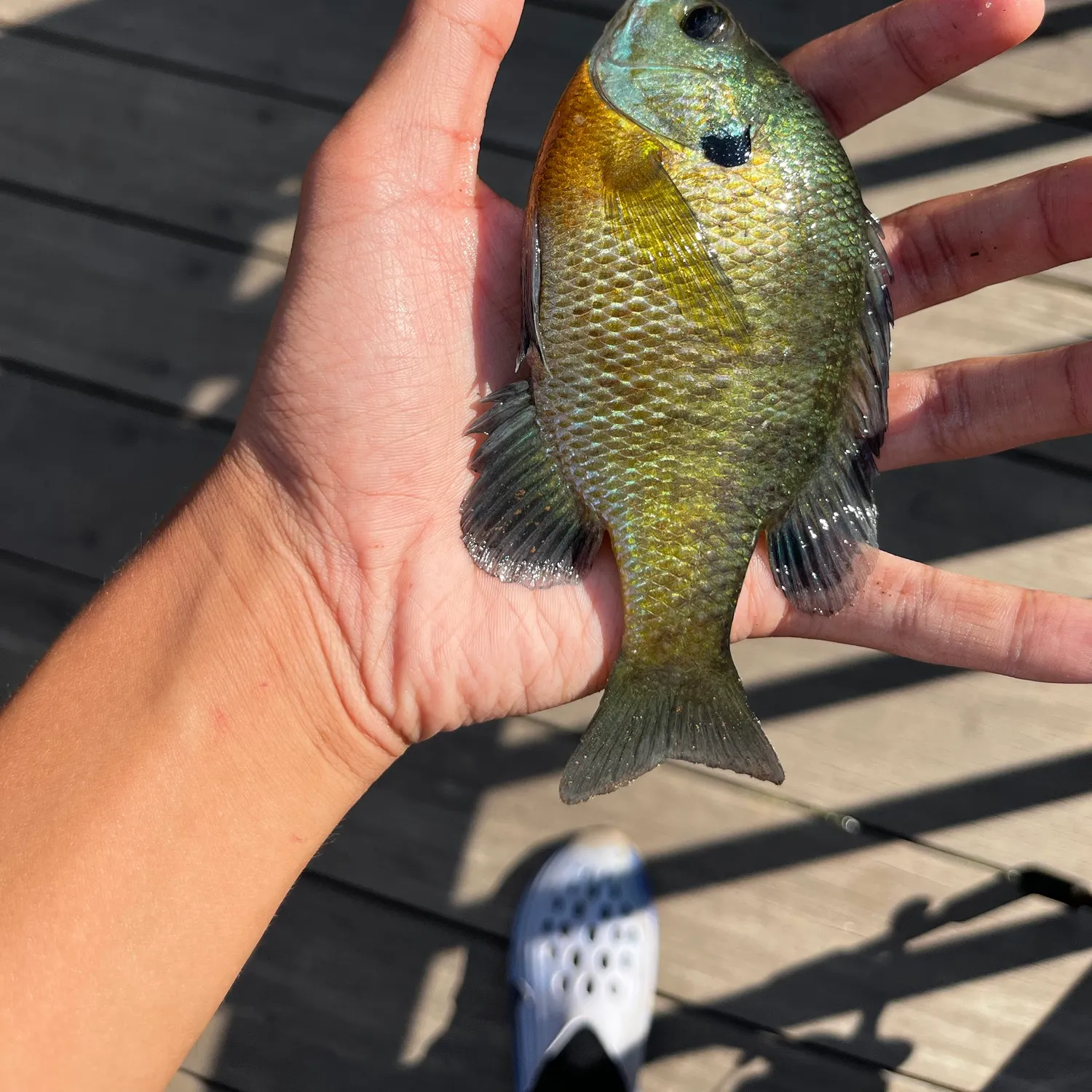 Bluegill caught on Fishbrain