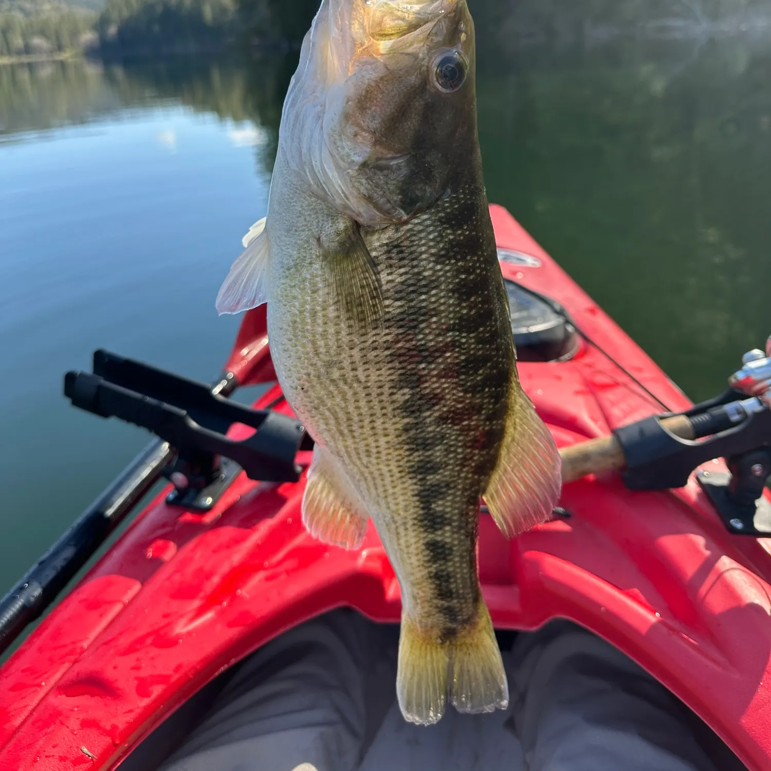 angler catch