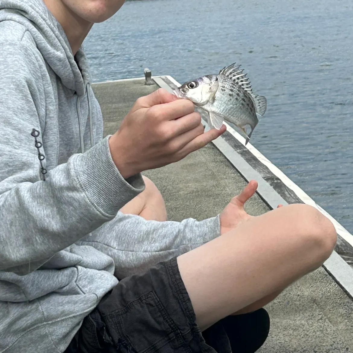 The most recent Javelin grunter catches on Fishbrain