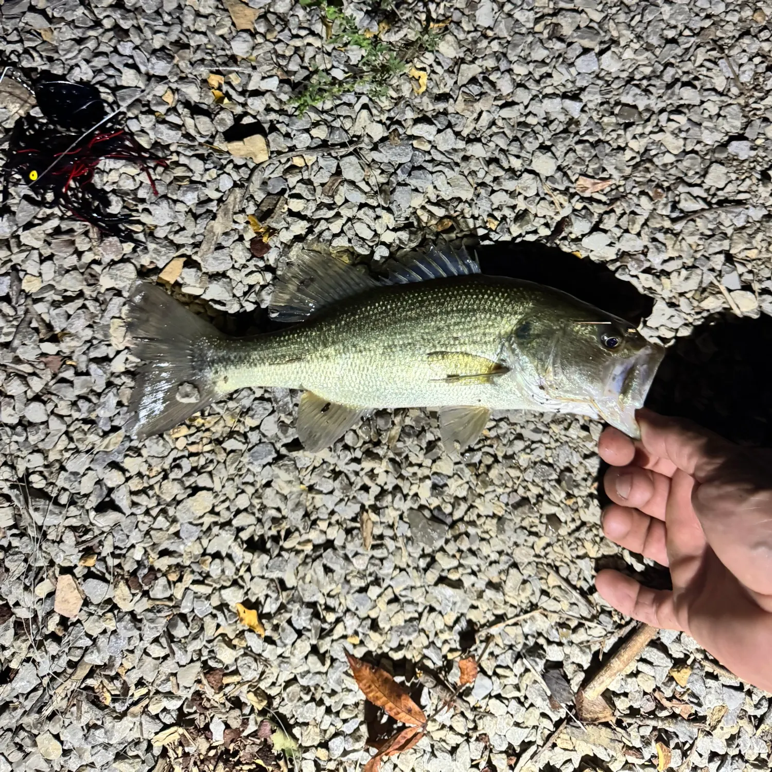 Largemouth bass caught on Fishbrain