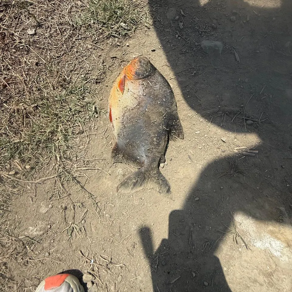 The most recent Red-bellied pacu catches on Fishbrain