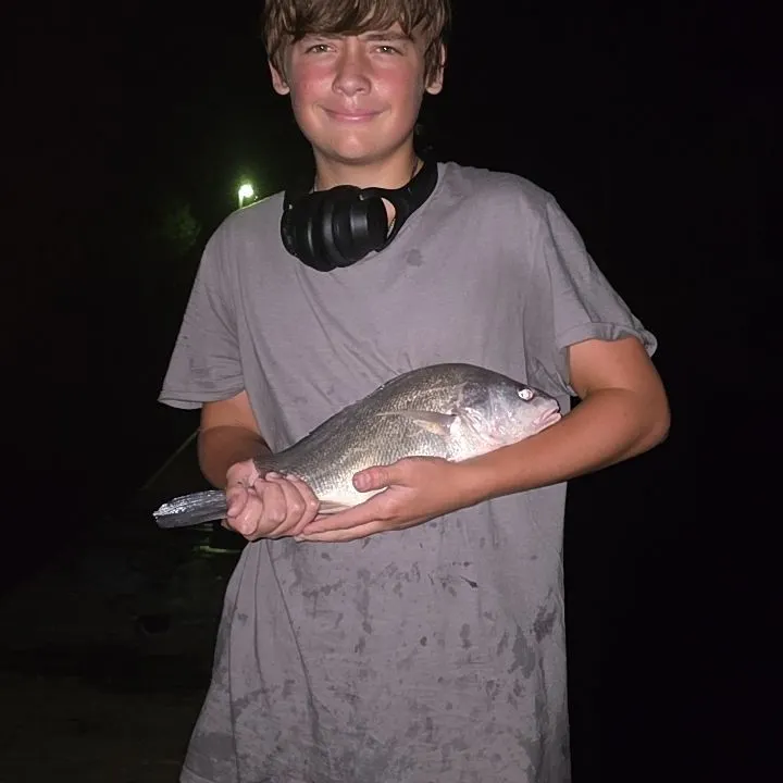 Freshwater drum caught on Fishbrain