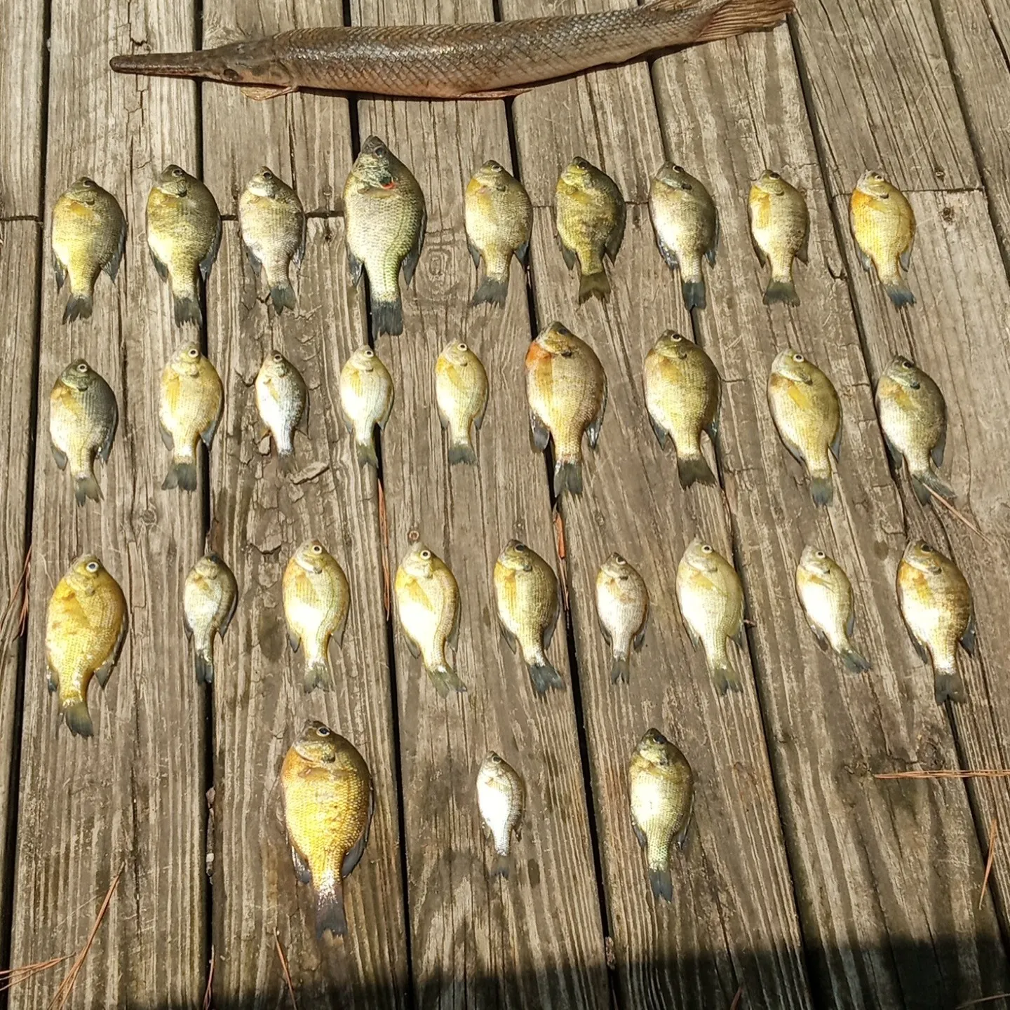 recently logged catches