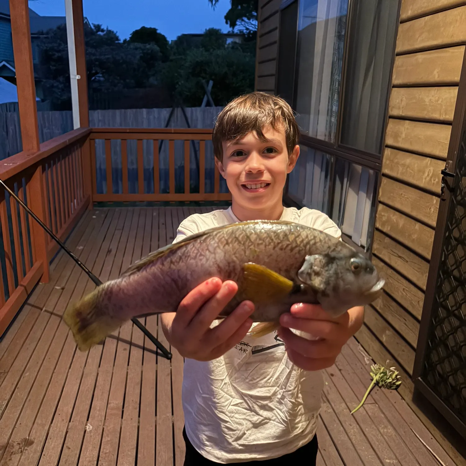 The most recent Blue-throated wrasse catches on Fishbrain