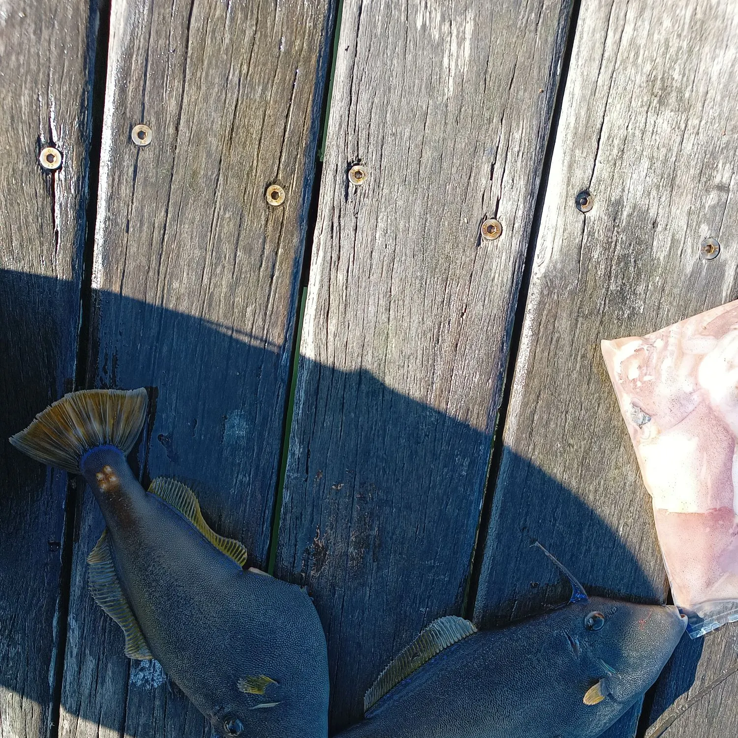 The most recent Black reef leatherjacket catches on Fishbrain