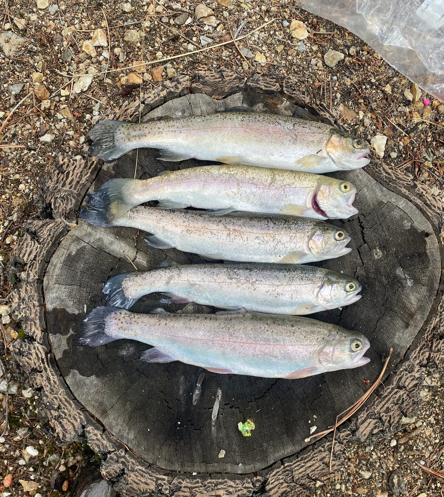 recently logged catches