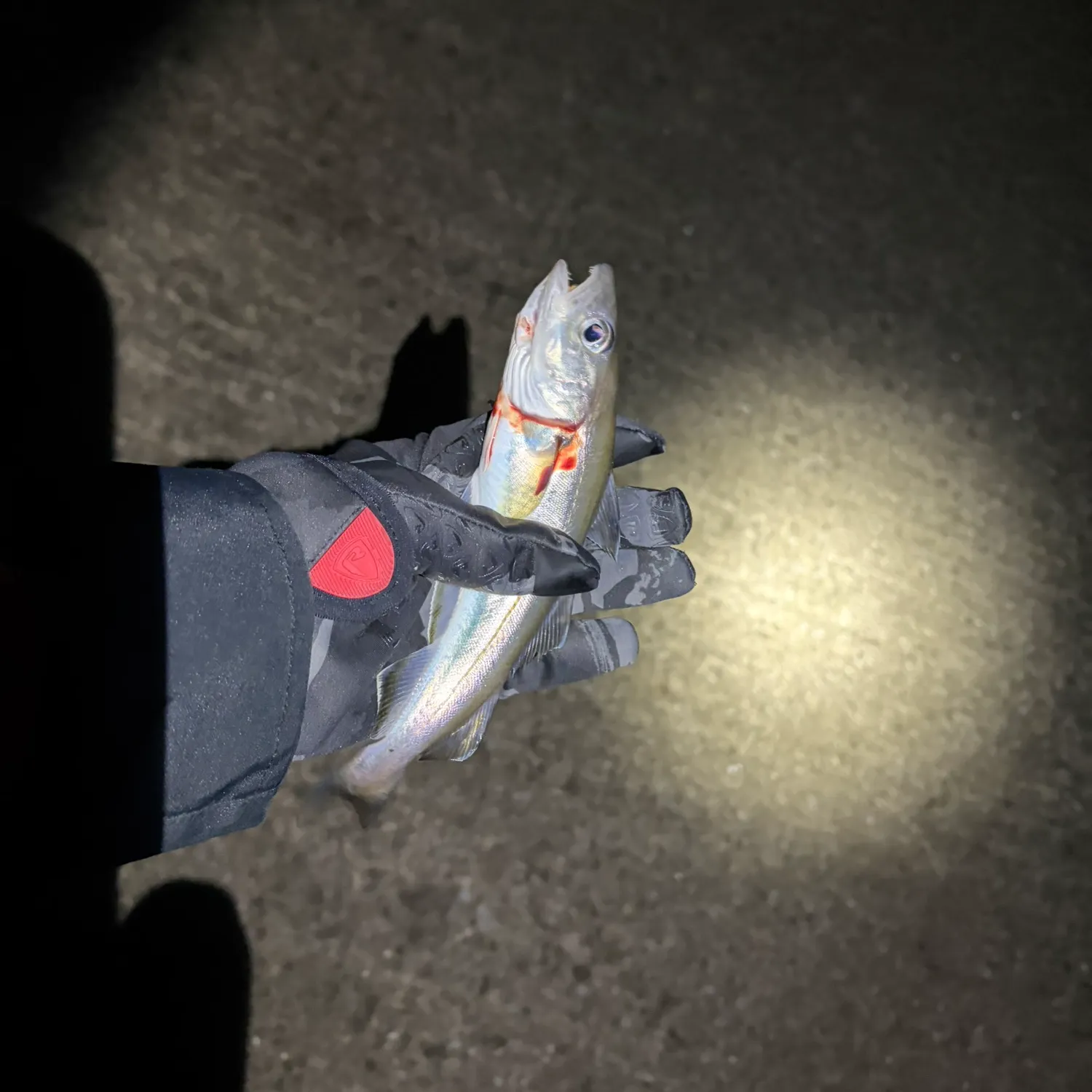 The most recent Whiting catches on Fishbrain