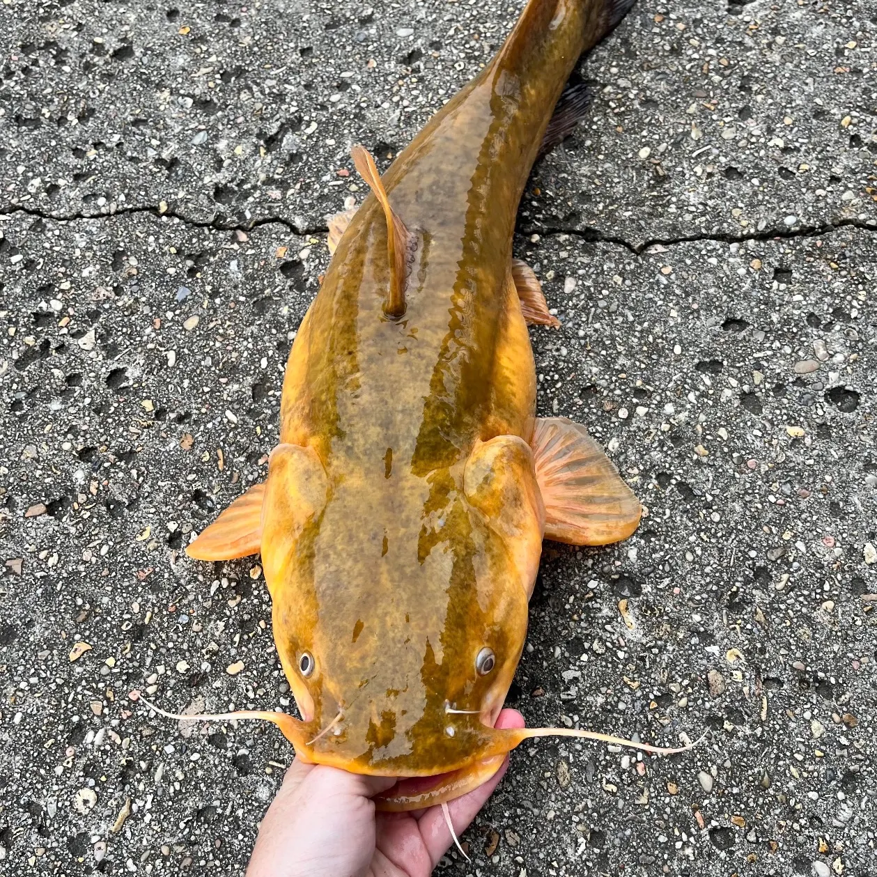 Flathead catfish caught on Fishbrain