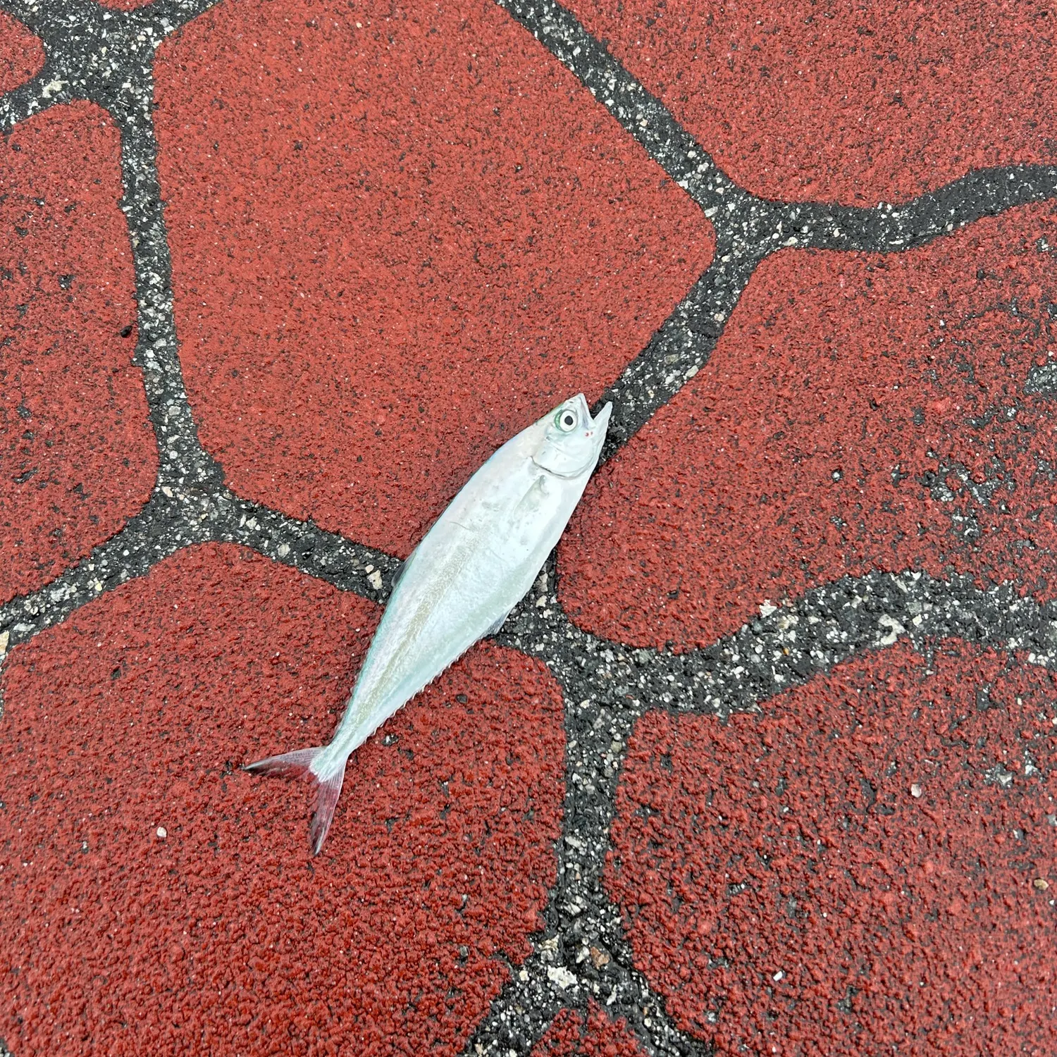 The most recent Needlescaled queenfish catches on Fishbrain