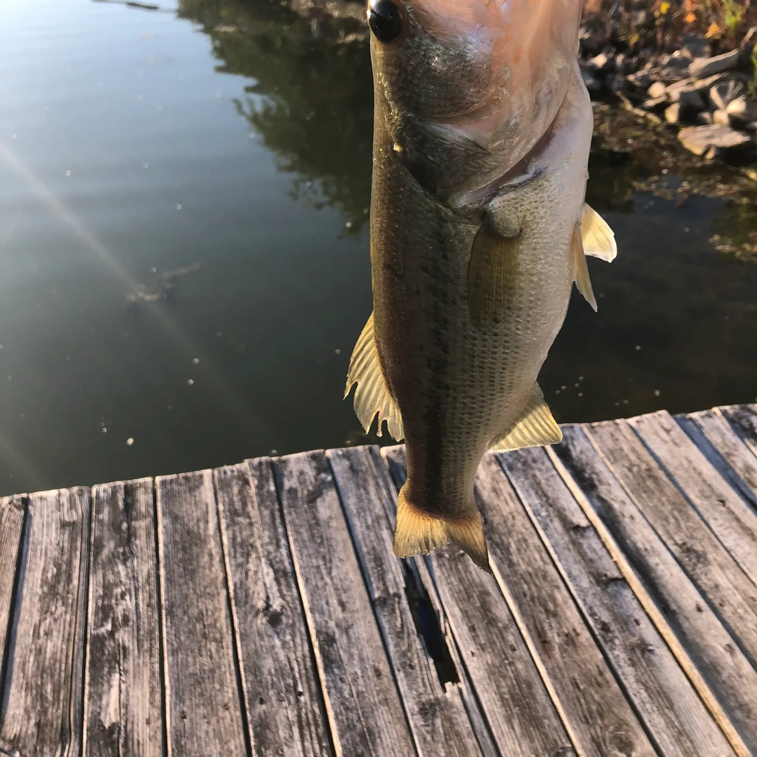 Largemouth bass caught on Fishbrain