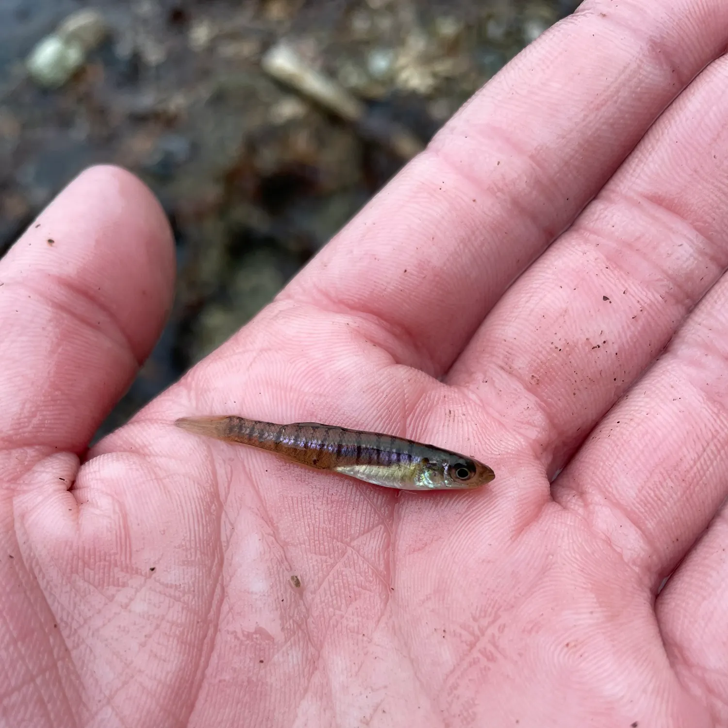 The most recent Banded killifish catches on Fishbrain