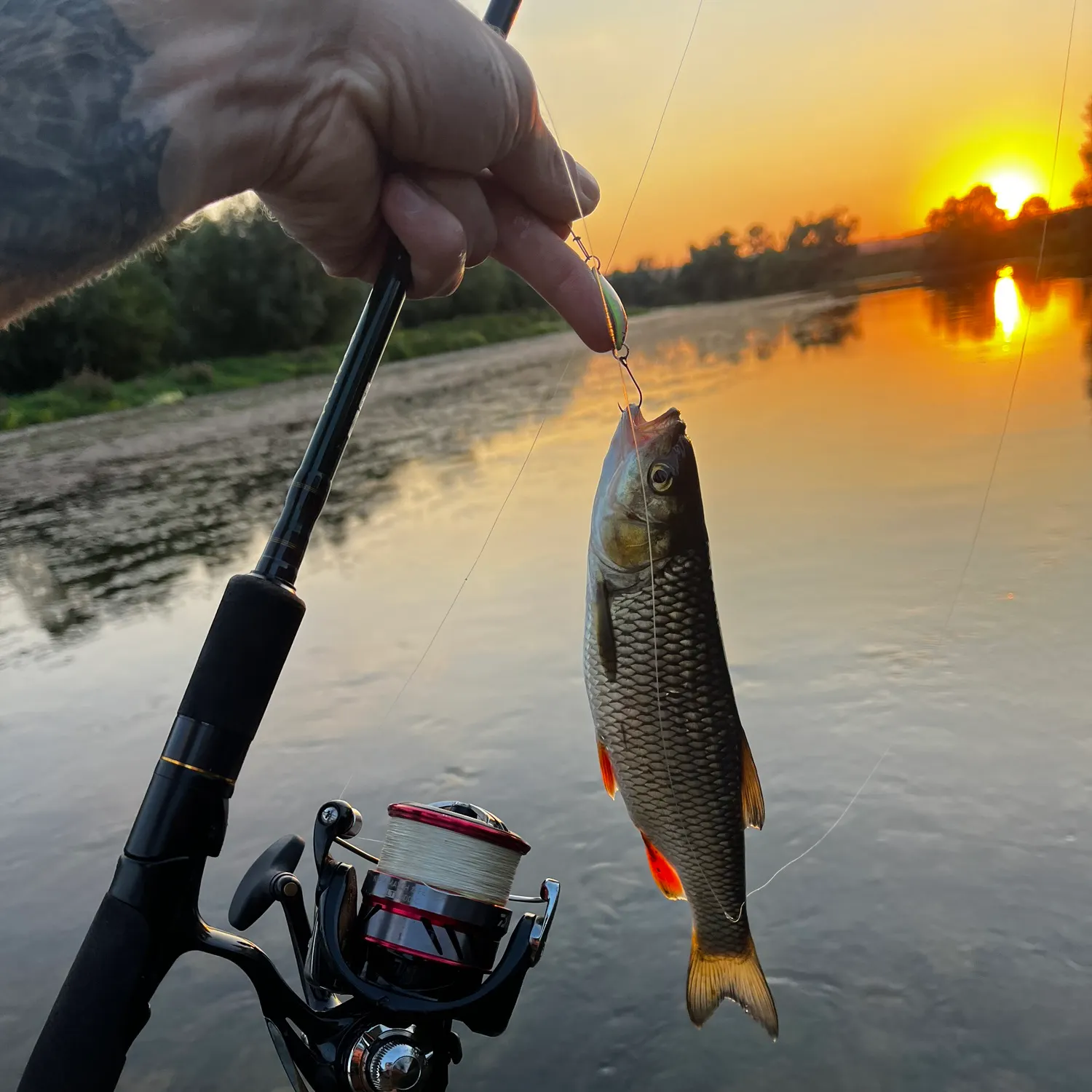 European chub caught on Fishbrain