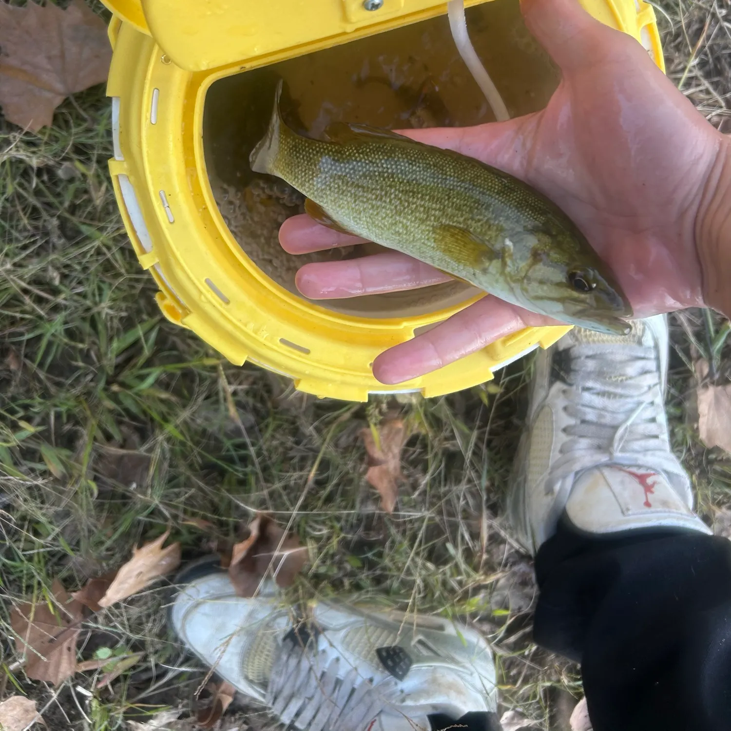 Smallmouth bass caught on Fishbrain