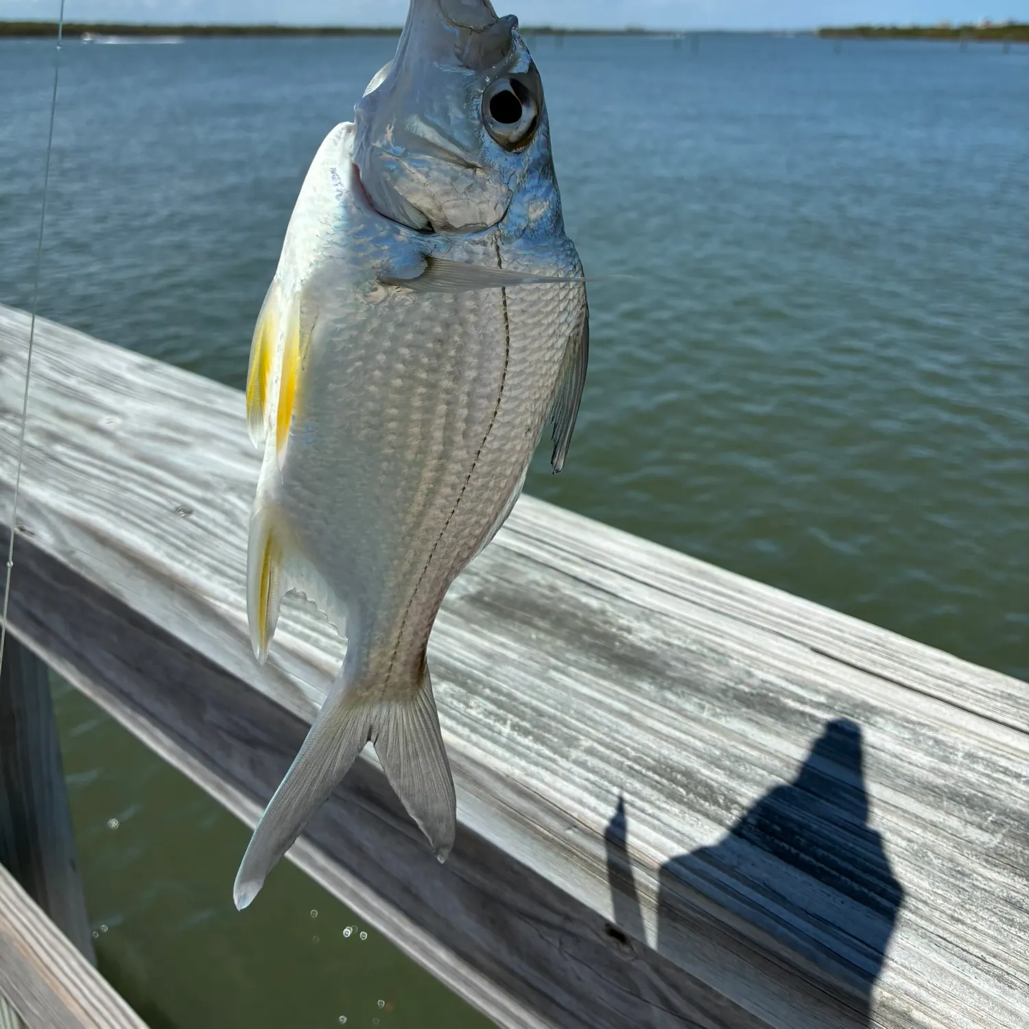The most recent Irish mojarra catches on Fishbrain