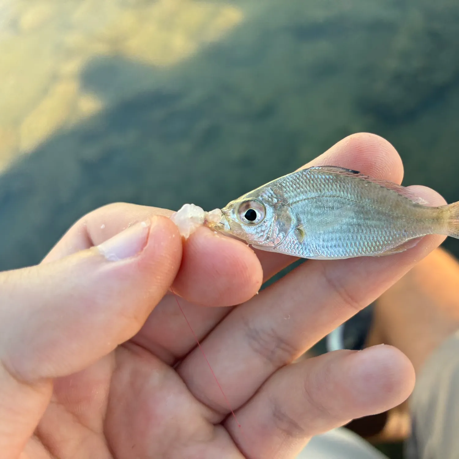 Silver jenny caught on Fishbrain