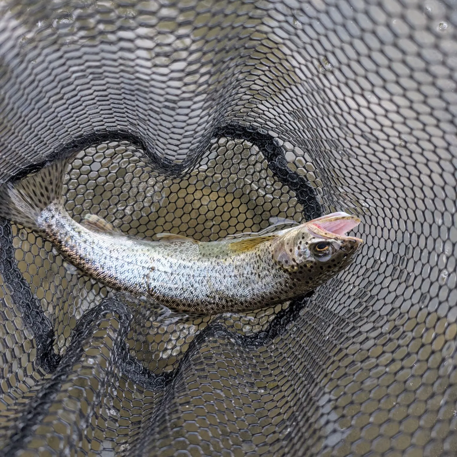 Rainbow trout caught on Fishbrain