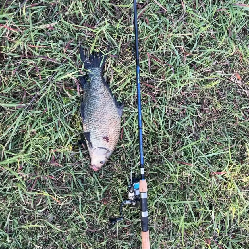 Black buffalo caught on Fishbrain