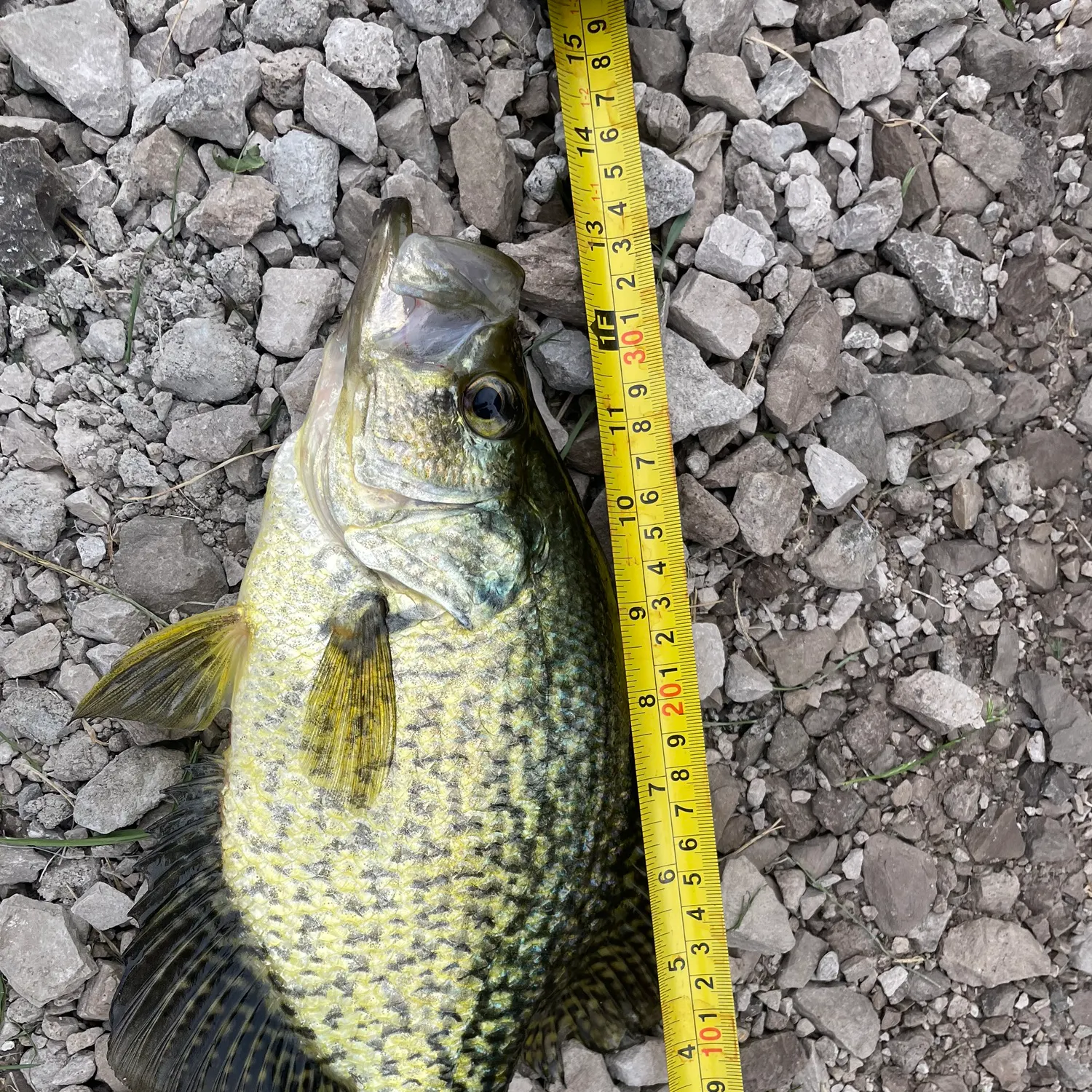Black crappie caught on Fishbrain