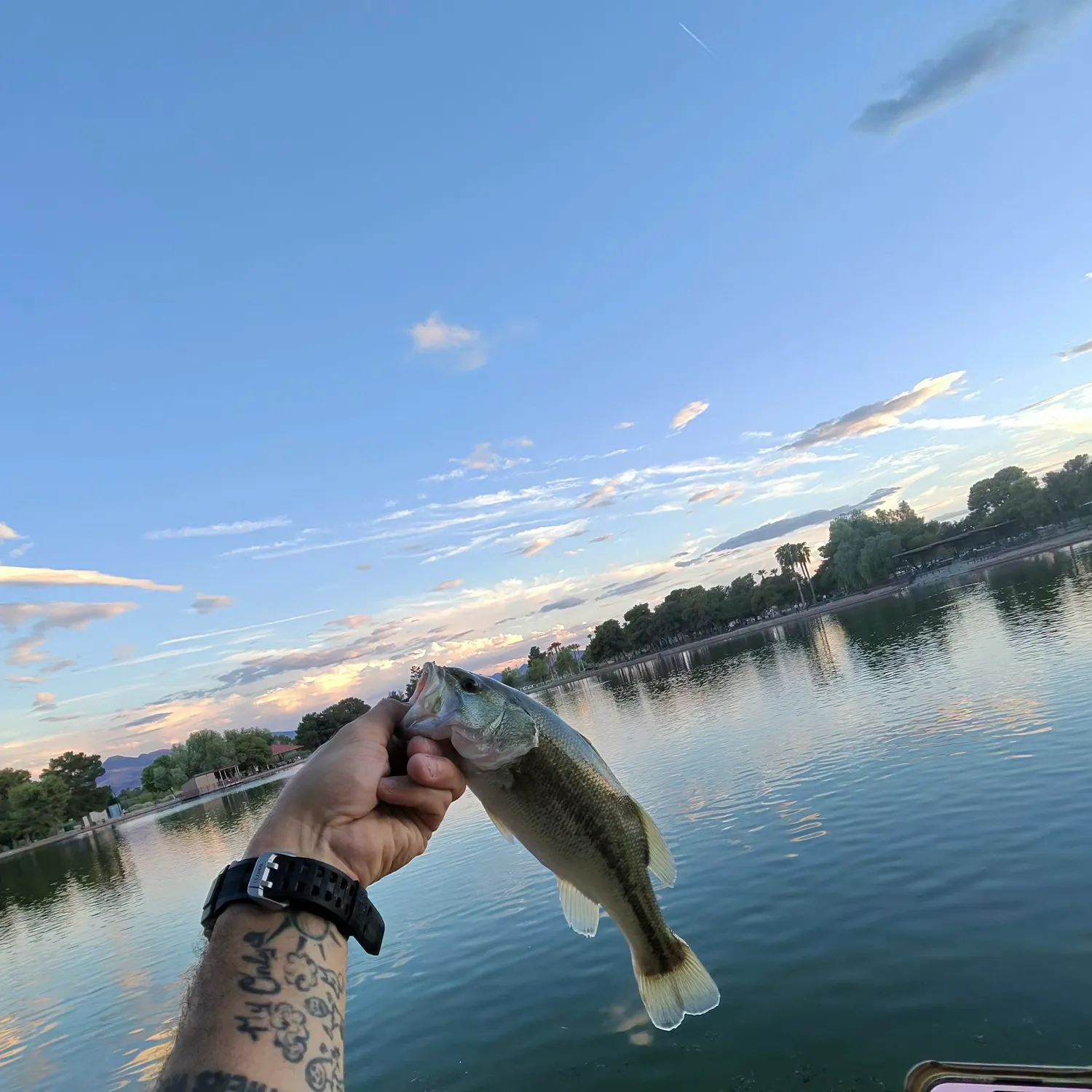 Largemouth bass caught on Fishbrain