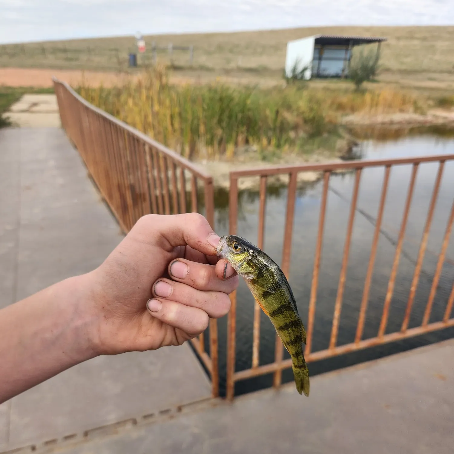 European perch caught on Fishbrain