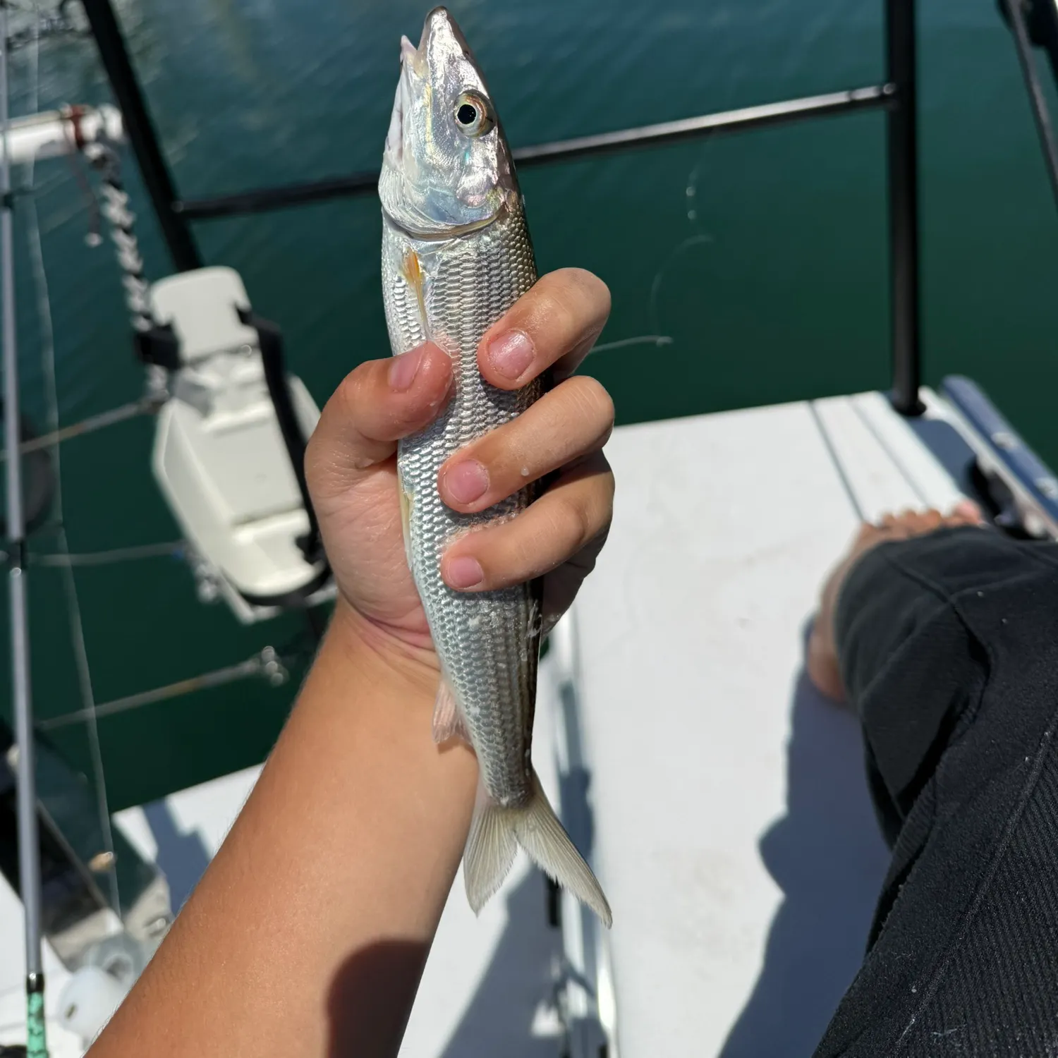 The most recent Cortez bonefish catches on Fishbrain