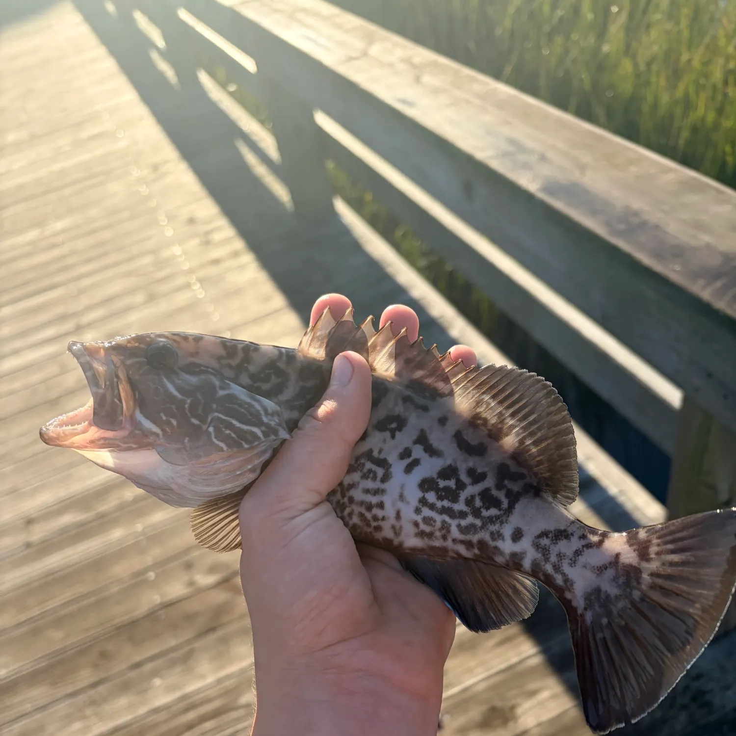 Gag grouper caught on Fishbrain