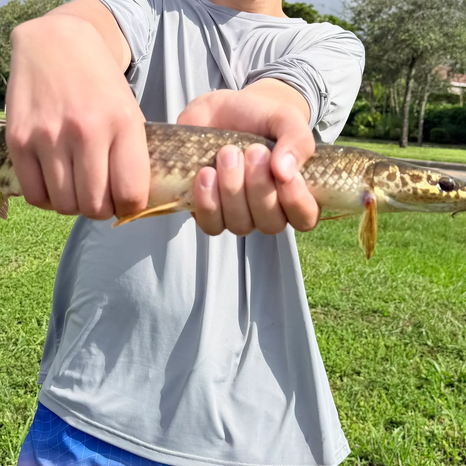 Spotted gar caught on Fishbrain