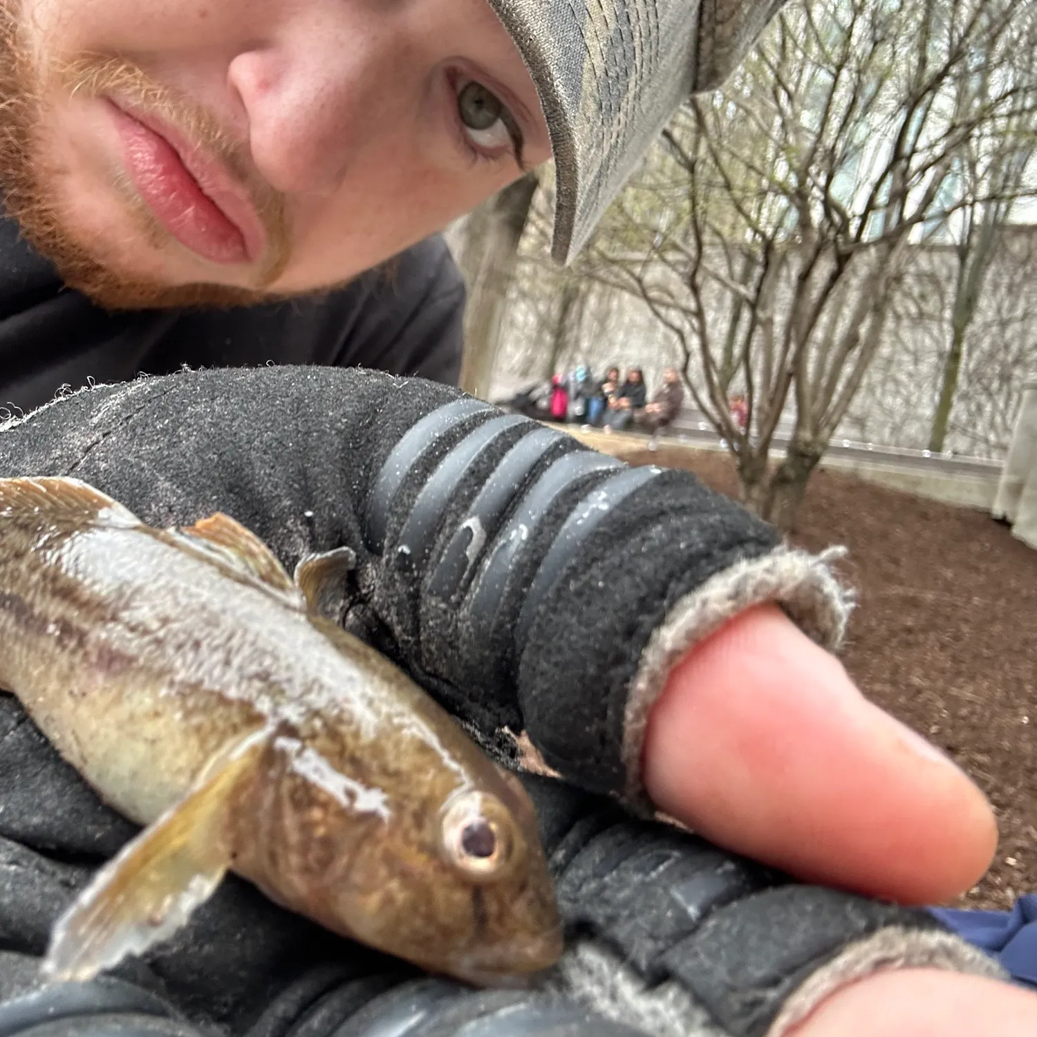 The most recent Round goby catches on Fishbrain