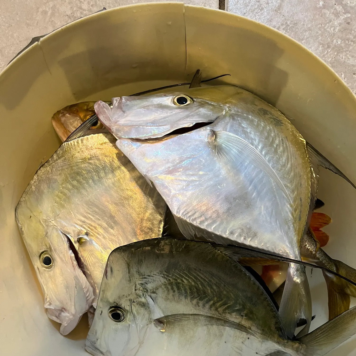 The most recent Lookdown catches on Fishbrain