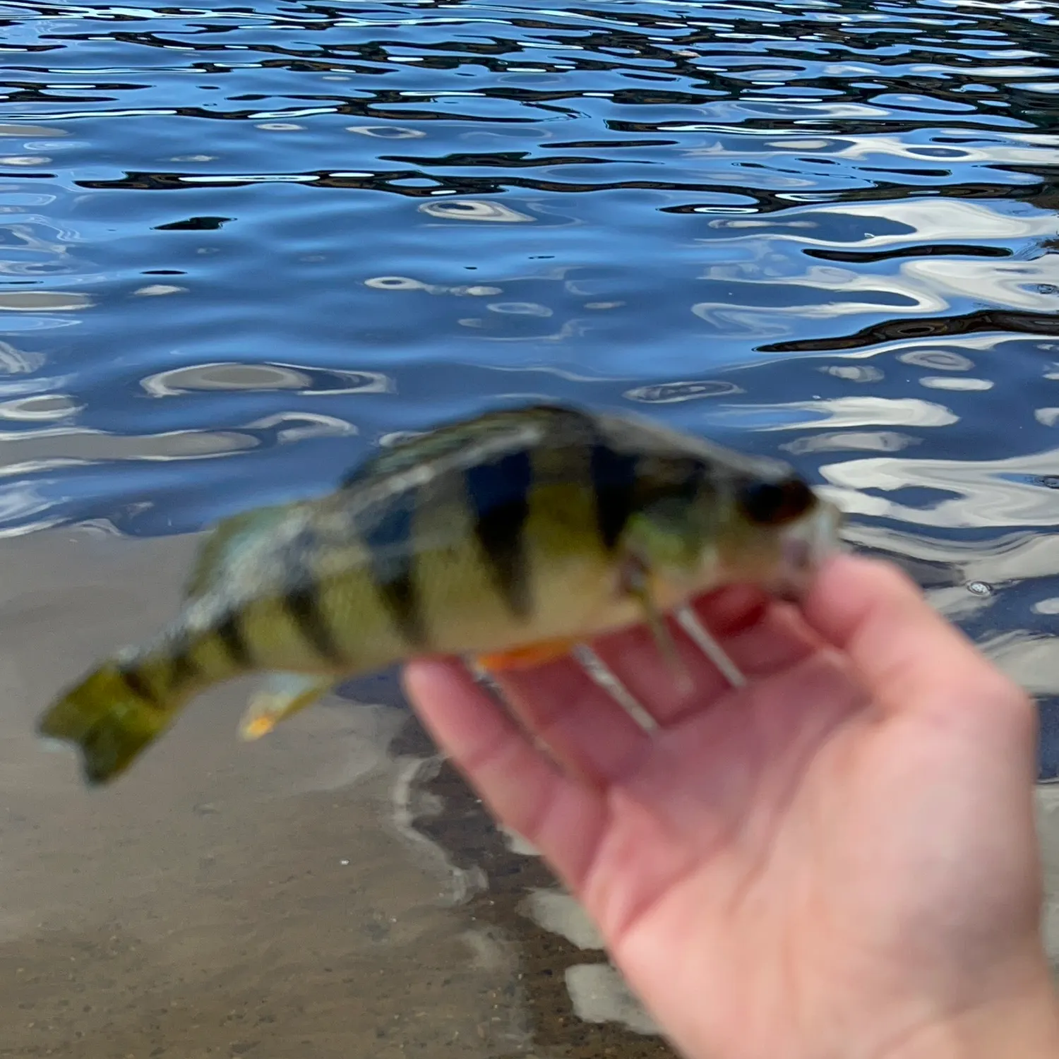 Yellow perch caught on Fishbrain