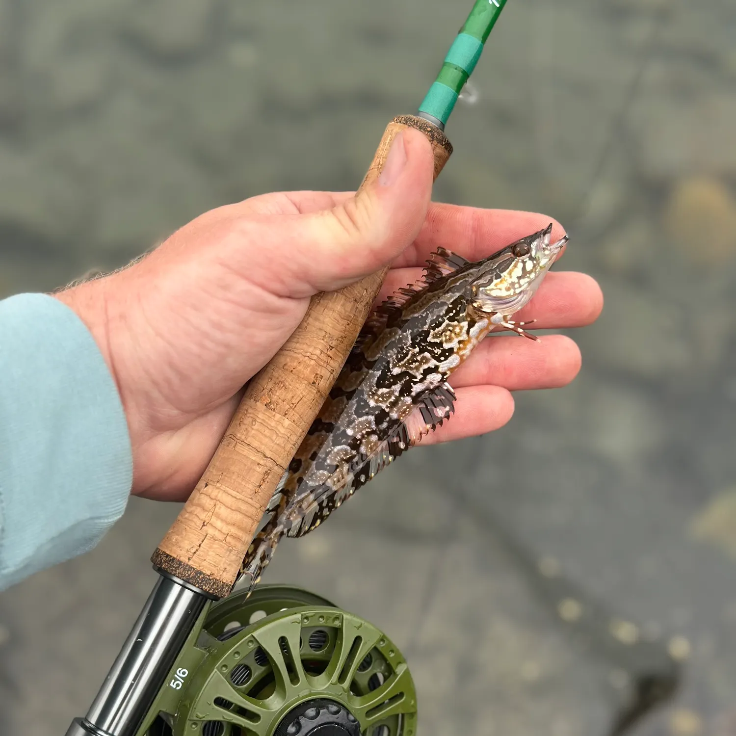 The most recent Giant kelpfish catches on Fishbrain