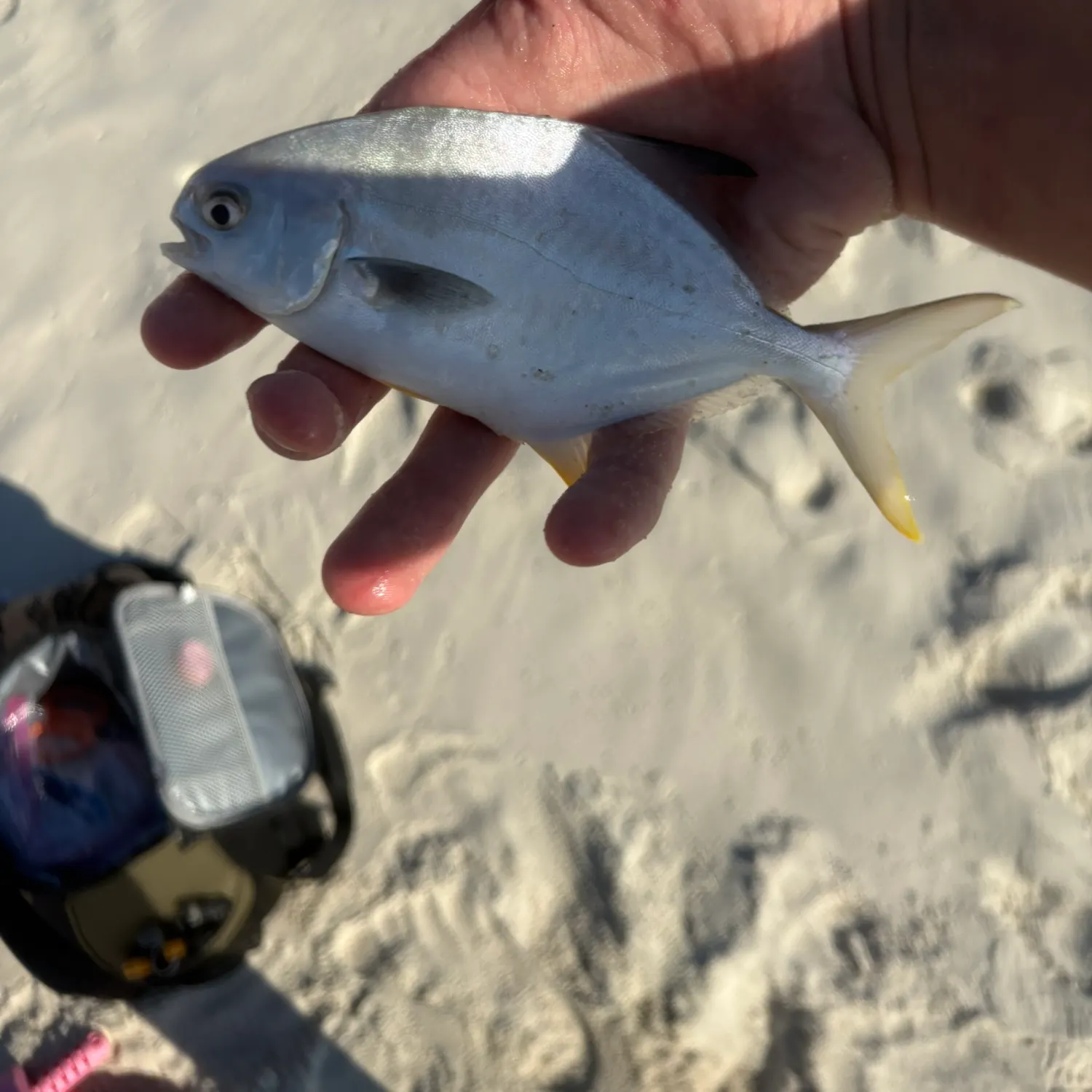 Florida pompano caught on Fishbrain