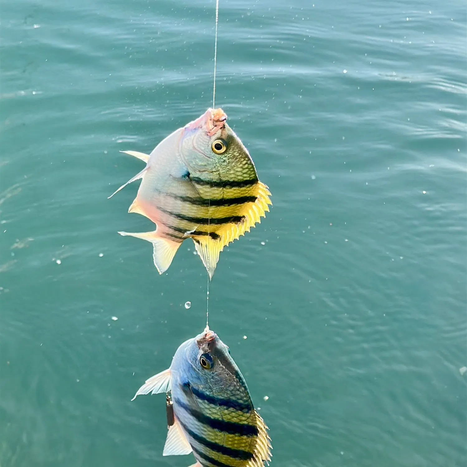 The most recent Panamic sergeant major catches on Fishbrain