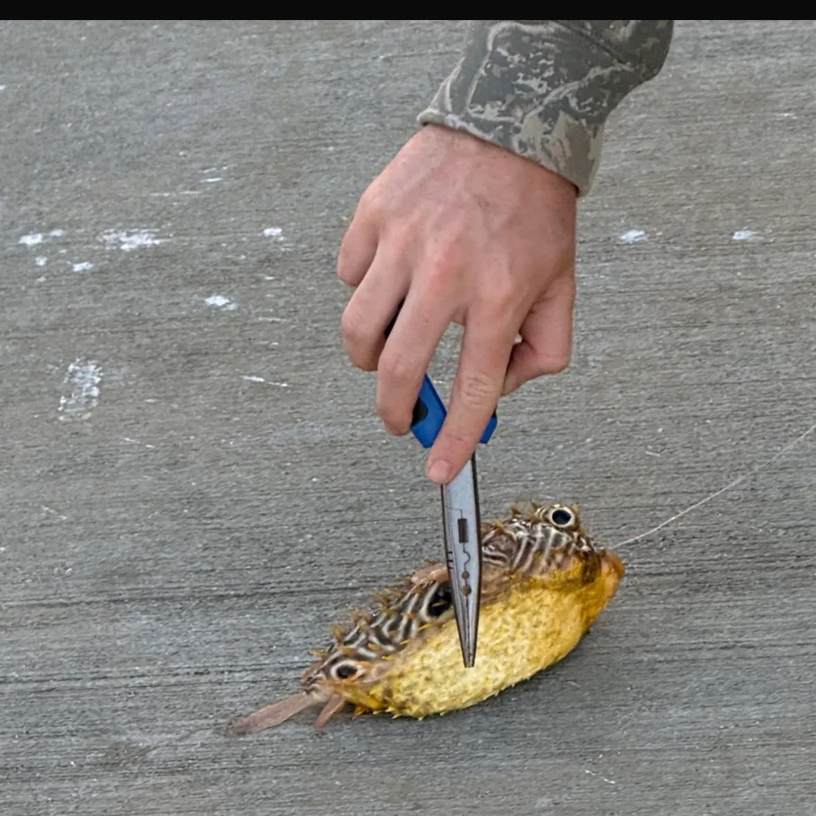 The most recent Spotted green pufferfish catches on Fishbrain
