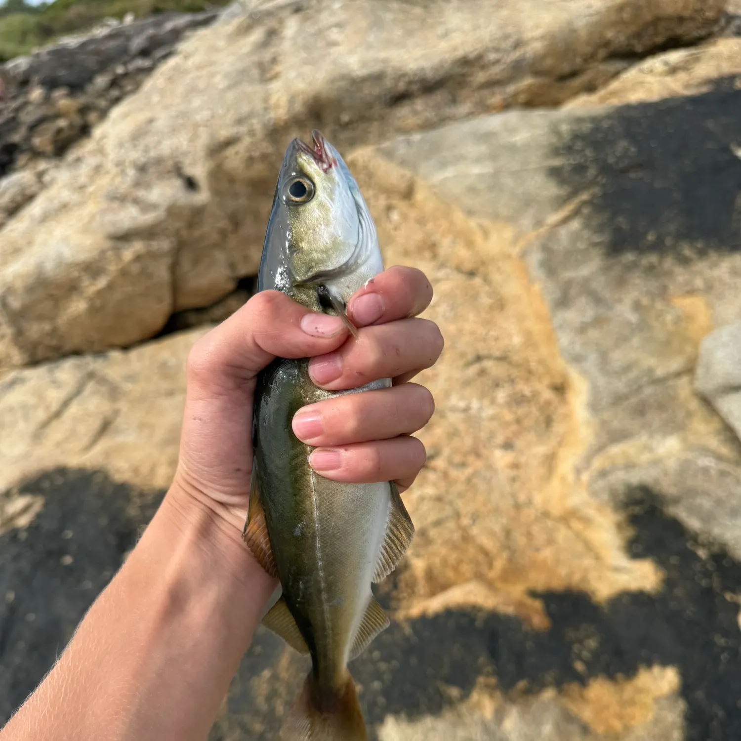 Atlantic pollock caught on Fishbrain