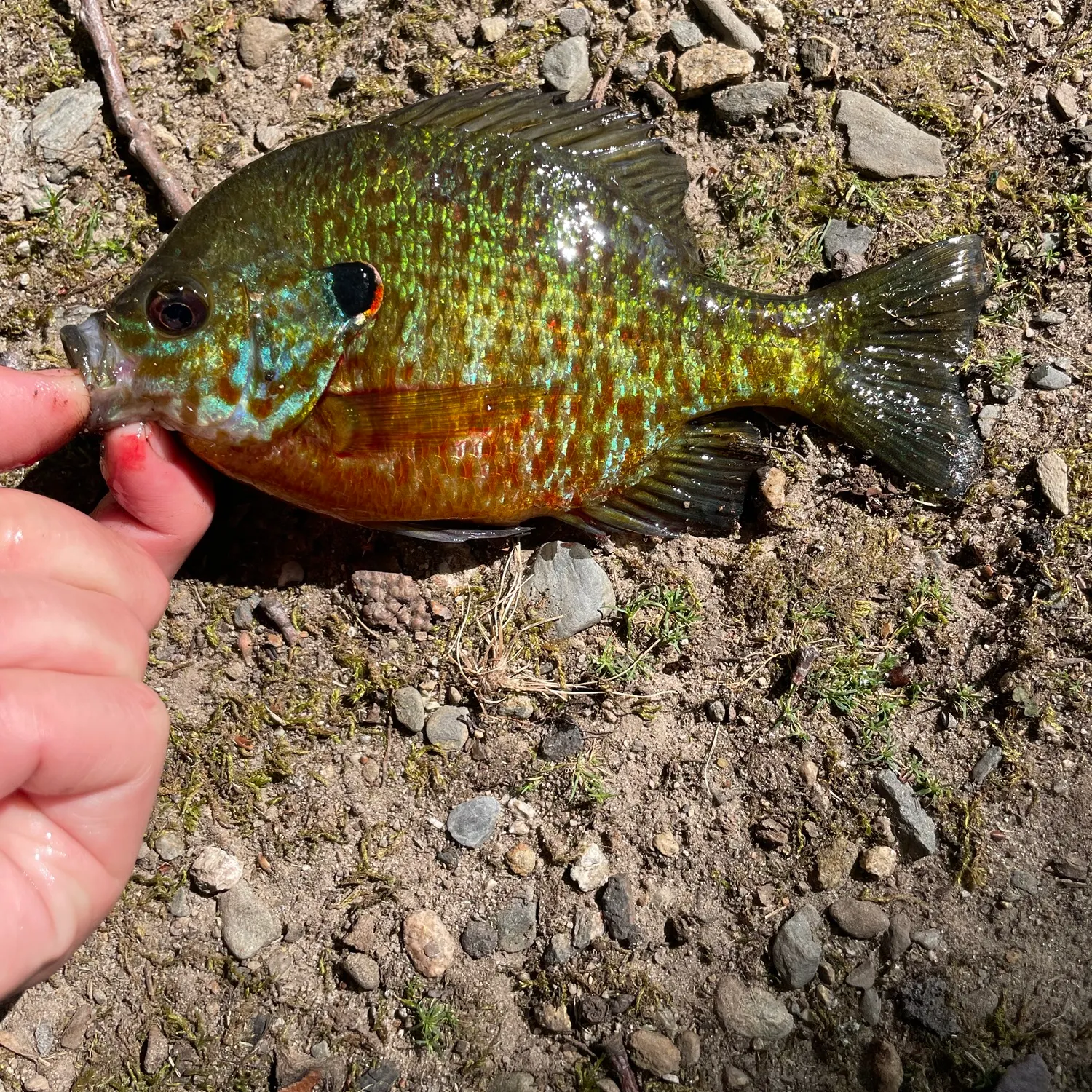 The most recent Pumpkinseed x redbreast sunfish catches on Fishbrain