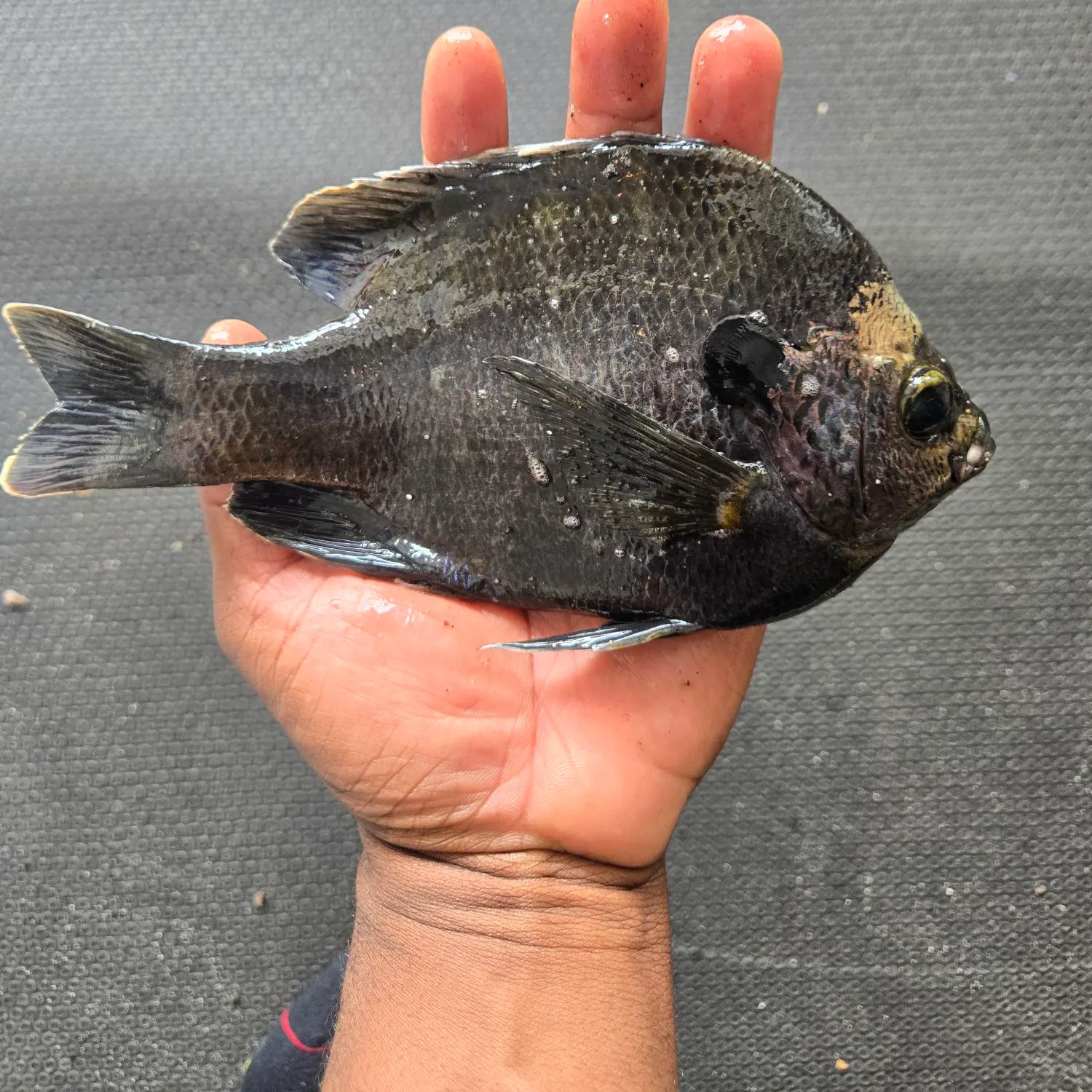 The most recent Coppernose bluegill catches on Fishbrain