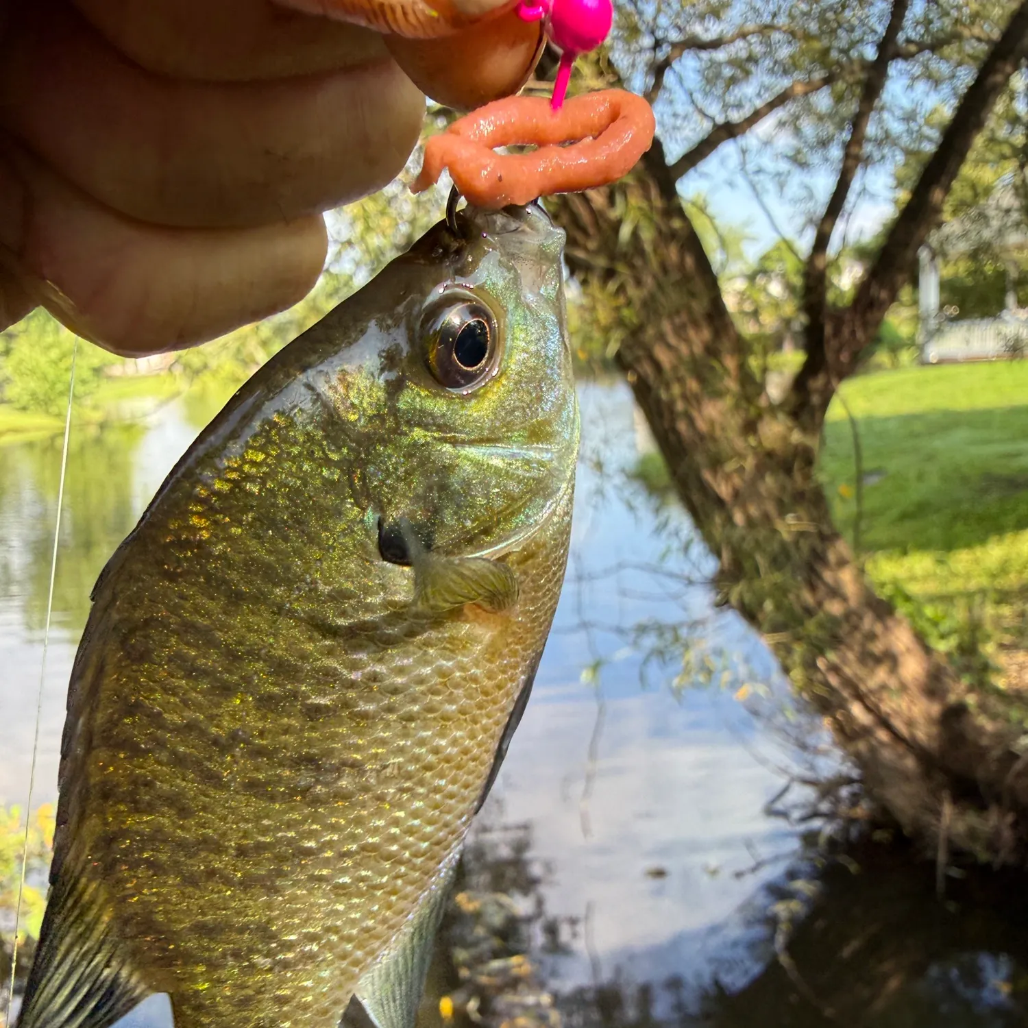 Fish caught on Fishbrain