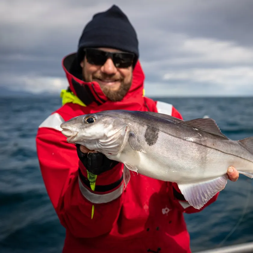 The most popular recent Haddock catch on Fishbrain