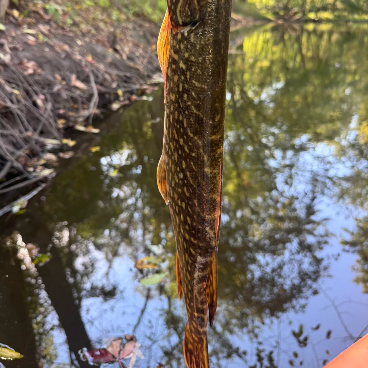 Fish caught on Fishbrain