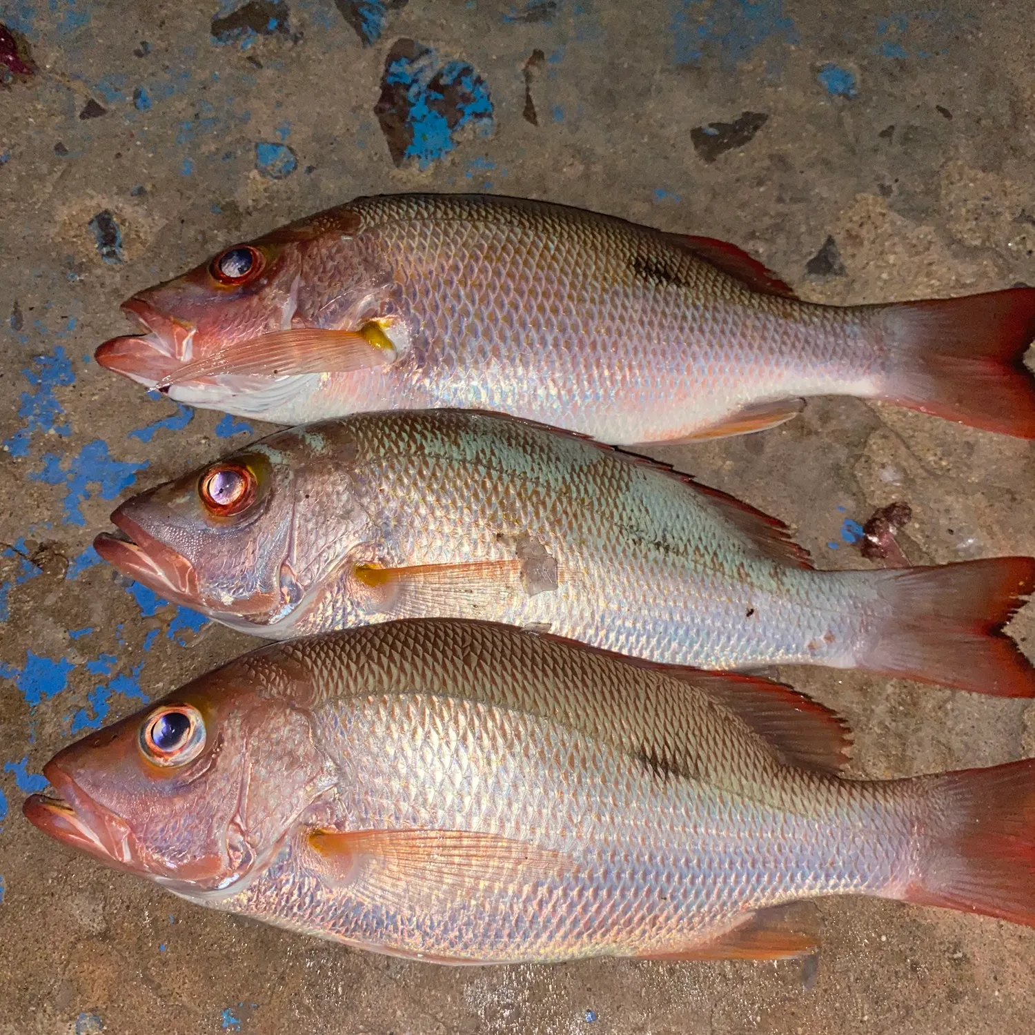The most recent Mangrove red snapper catches on Fishbrain