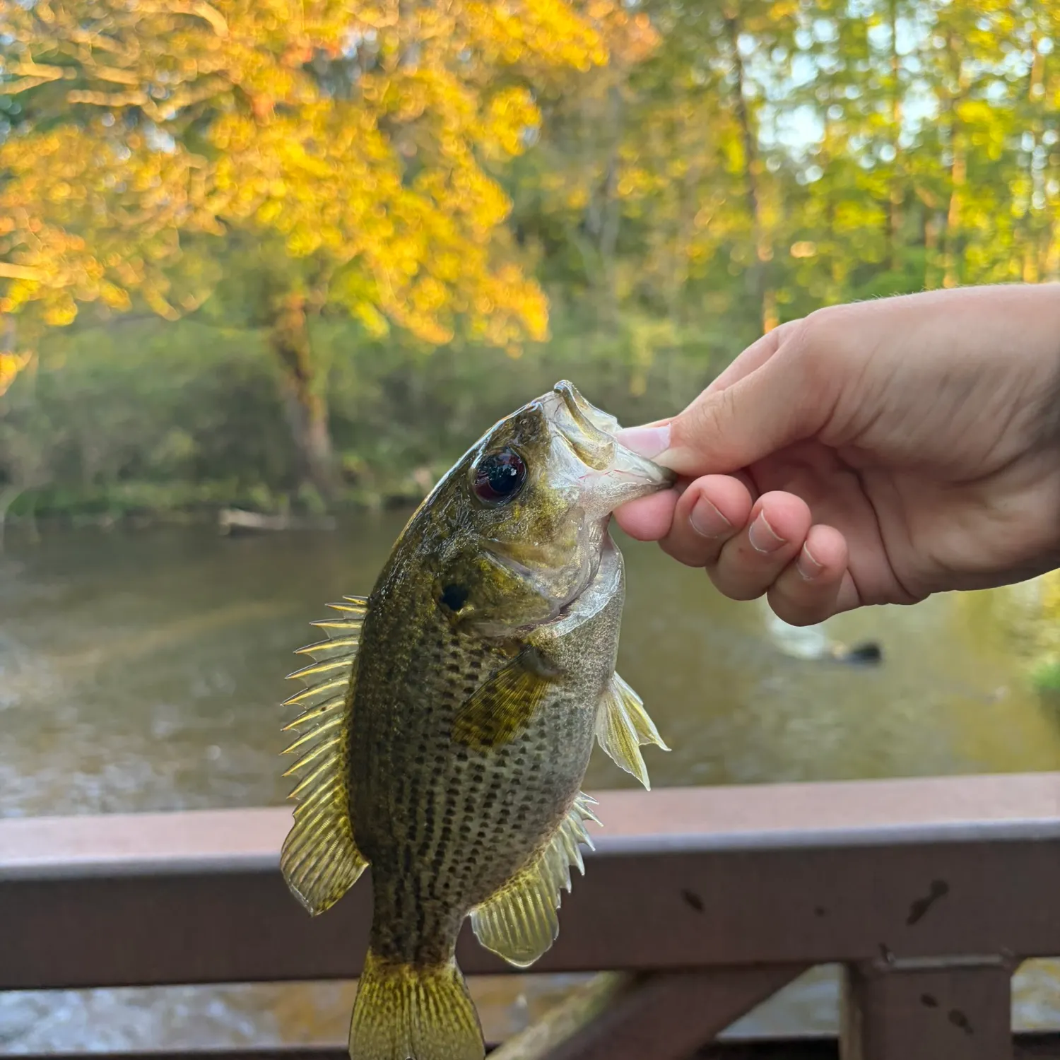 Rock bass caught on Fishbrain