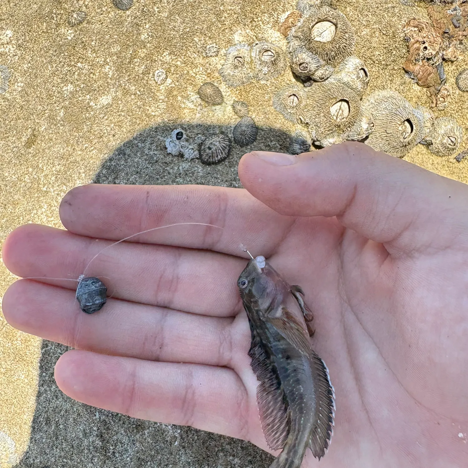 The most recent Molly miller catches on Fishbrain