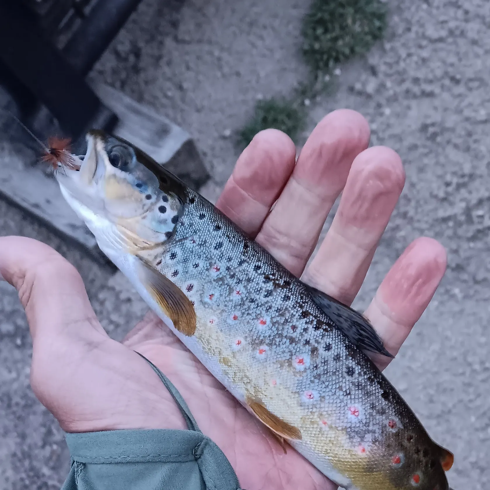 catch