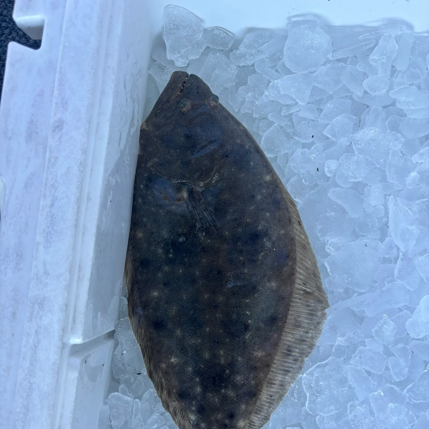 Summer flounder caught on Fishbrain