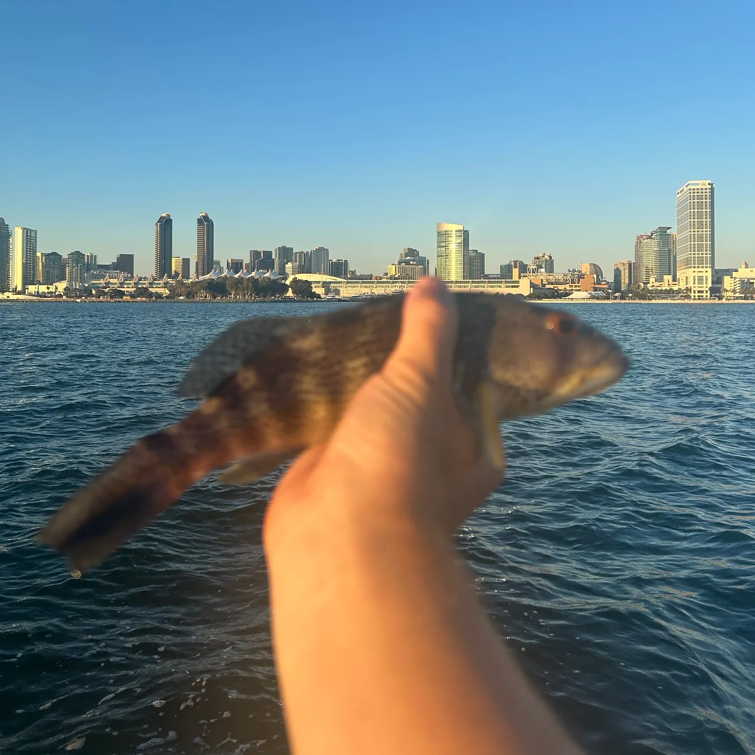 Spotted sand bass caught on Fishbrain