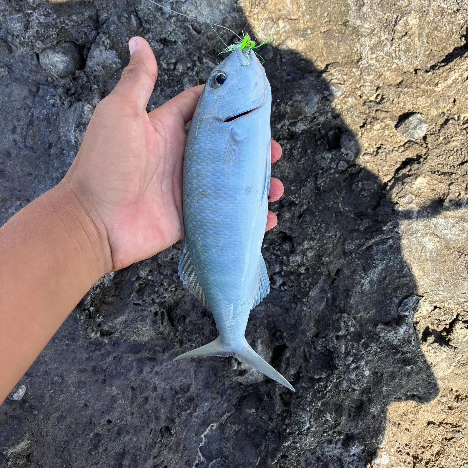 The most recent Green jobfish catches on Fishbrain