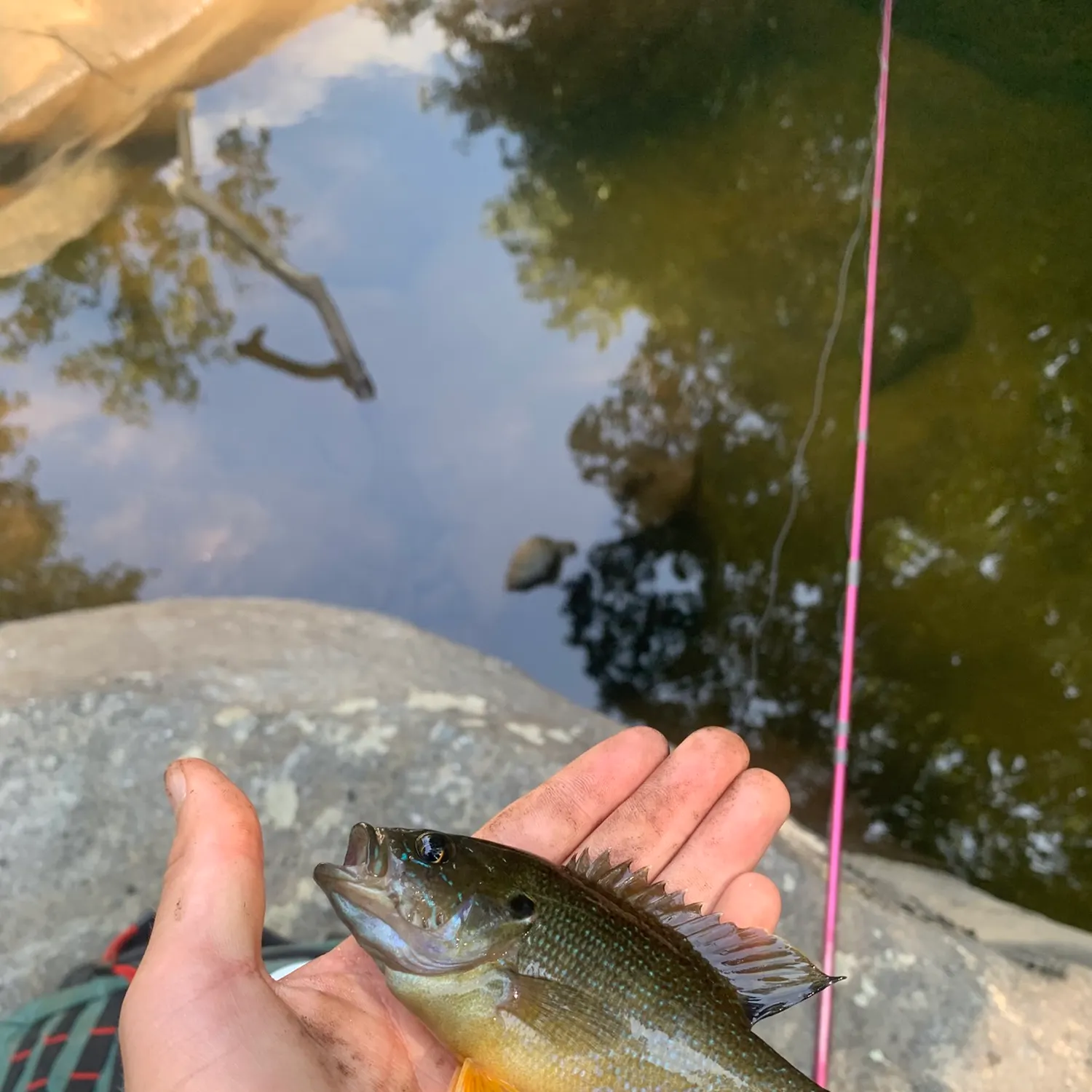 Green sunfish caught on Fishbrain