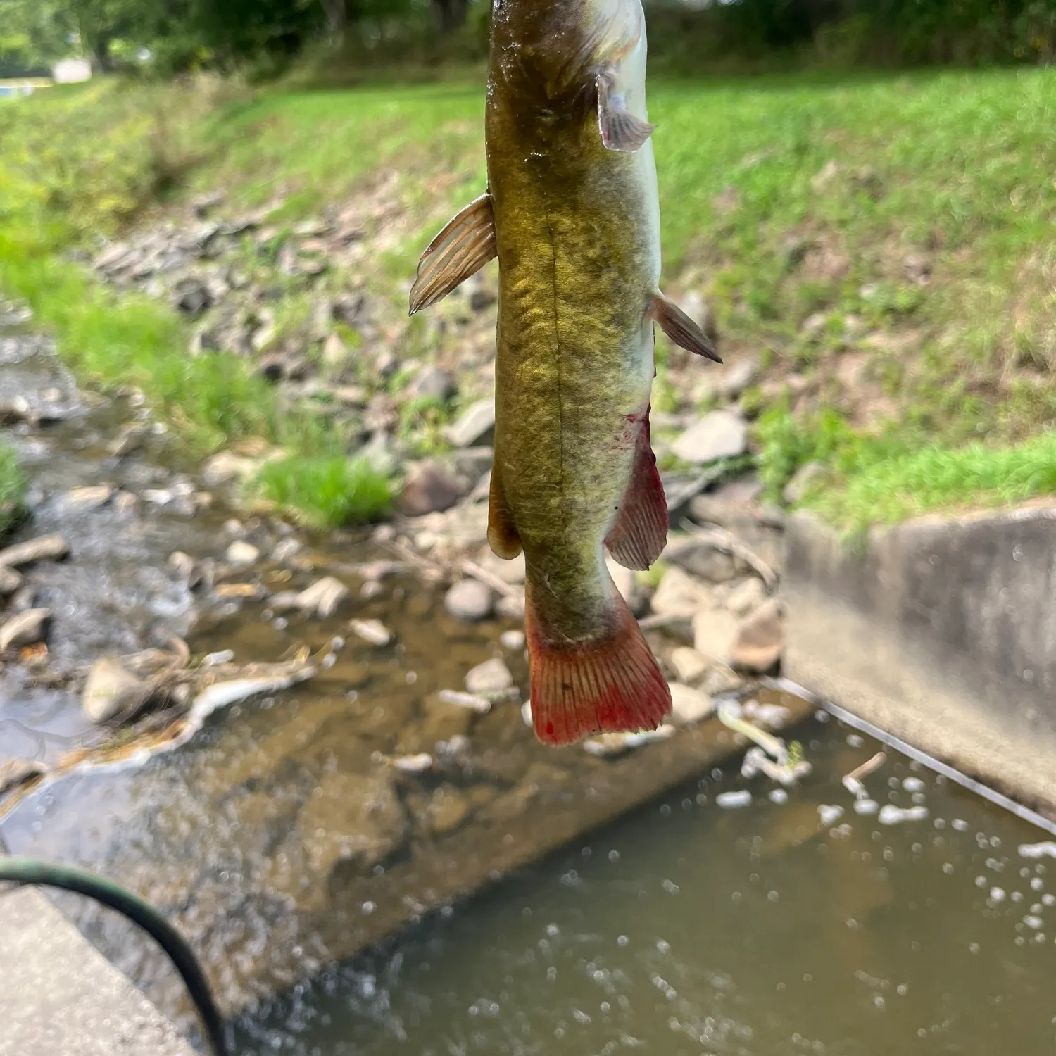 Black bullhead caught on Fishbrain
