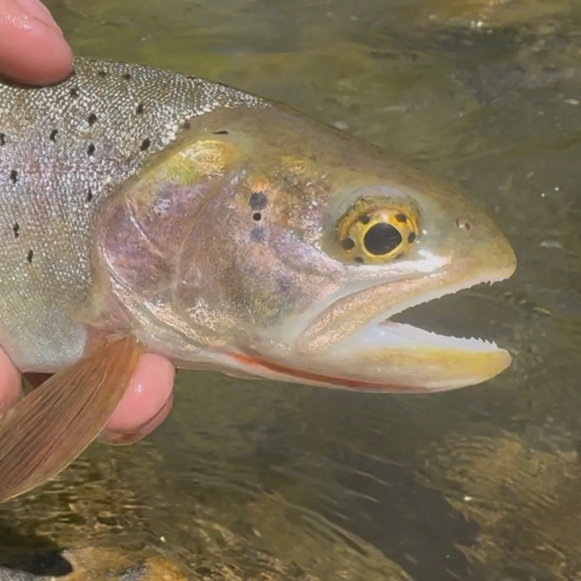 The most recent Bear River cutthroat trout catches on Fishbrain